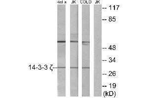 Western blot analysis of extracts from HeLa cells, Jurkat cells and COLO cells, using 14-3-3 ζ antibody. (14-3-3 zeta 抗体)