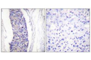 Immunohistochemistry (IHC) image for anti-alpha Tubulin (TUBA1) (C-Term) antibody (ABIN1848865) (alpha Tubulin 抗体  (C-Term))