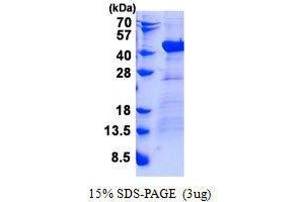 DNAJB4 蛋白