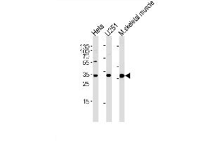 POLR2C Antibody (C-term) (ABIN1881670 and ABIN2843632) western blot analysis in Hela, cell line and mouse skeletal muscle tissue lysates (35 μg/lane). (POLR2C 抗体  (C-Term))