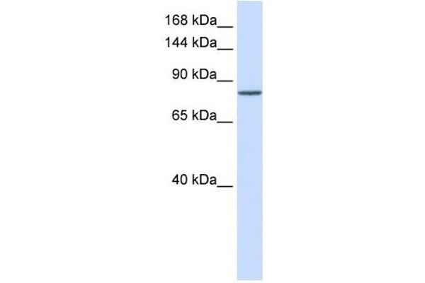 PCDHAC1 抗体  (N-Term)