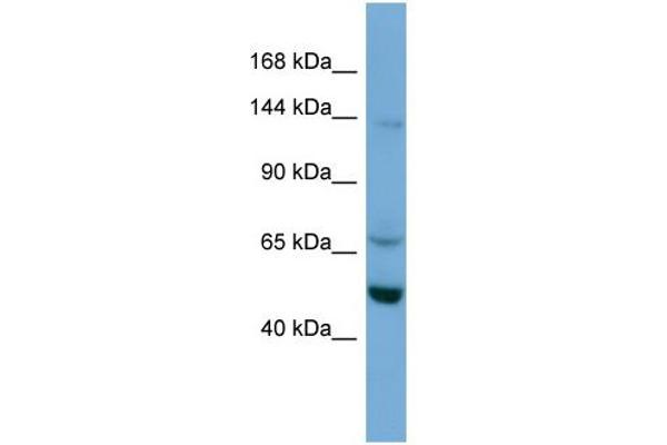 TRIM66 抗体  (N-Term)