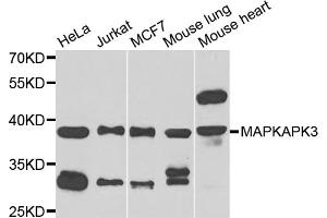 Western blot analysis of extracts of various cell lines, using MAPKAPK3 antibody. (MAPKAP Kinase 3 抗体)