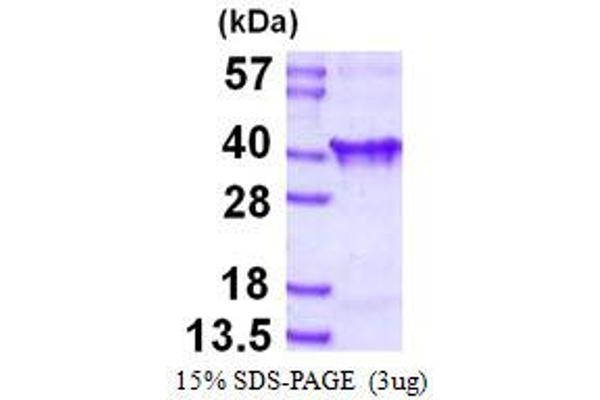 CLTA Protein (His tag)