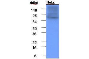 Western Blotting (WB) image for anti-Heat Shock Protein 90kDa alpha (Cytosolic), Class A Member 1 (HSP90AA1) (AA 1-732), (N-Term) antibody (ABIN317533) (HSP90AA1 抗体  (N-Term))