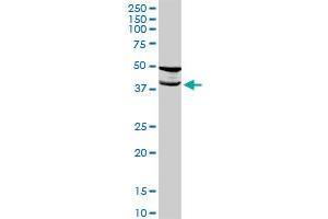 TMOD2 MaxPab rabbit polyclonal antibody. (TMOD2 抗体  (AA 1-351))