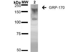 Western Blot analysis of Human Embryonic kidney epithelial cell line (HEK293) lysates showing detection of ~170 kDa GRP170 protein using Mouse Anti-GRP170 Monoclonal Antibody, Clone 6E3-2C2 (ABIN2868641). (HYOU1 抗体  (HRP))