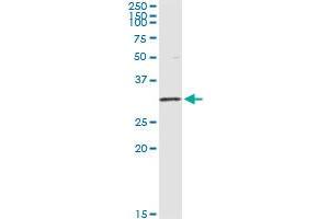 Immunoprecipitation of OLIG1 transfected lysate using anti-OLIG1 monoclonal antibody and Protein A Magnetic Bead , and immunoblotted with OLIG1 MaxPab rabbit polyclonal antibody. (OLIG1 抗体  (AA 80-159))