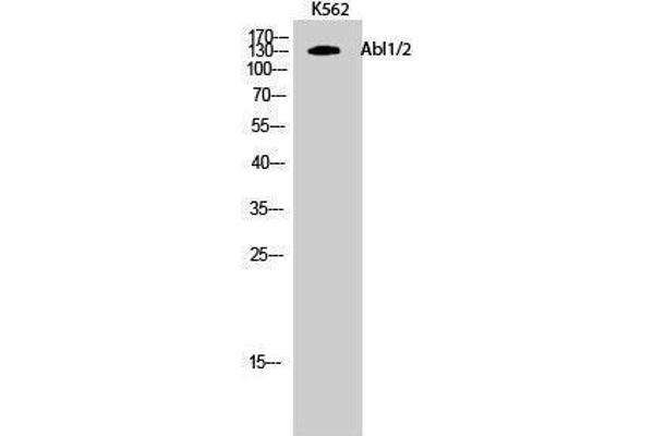 ABL1/2 抗体  (Lys5)