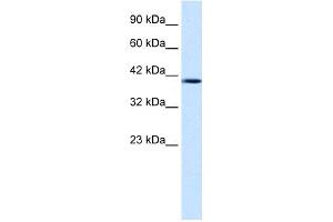 WB Suggested Anti-NUCB2 Antibody Titration: 1. (NUCB2 抗体  (Middle Region))