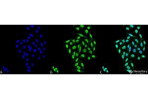 Immunocytochemistry/Immunofluorescence analysis using Mouse Anti-PP5 Monoclonal Antibody, Clone 12F7 . (PP5 抗体  (Atto 488))