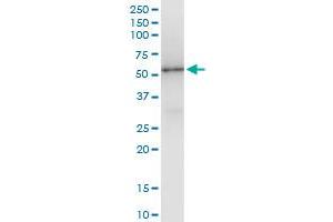 Immunoprecipitation of TP53 transfected lysate using anti-TP53 MaxPab rabbit polyclonal antibody and Protein A Magnetic Bead , and immunoblotted with TP53 purified MaxPab mouse polyclonal antibody (B02P) . (p53 抗体  (AA 1-393))