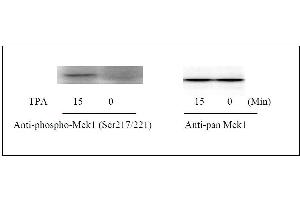 Western Blot (MEK1 ELISA 试剂盒)