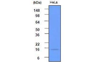 Western Blotting (WB) image for anti-ISG15 Ubiquitin-Like Modifier (ISG15) (AA 1-157), (N-Term) antibody (ABIN317538) (ISG15 抗体  (N-Term))