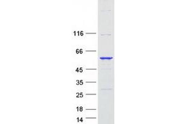 SERBP1 Protein (Transcript Variant 1) (Myc-DYKDDDDK Tag)