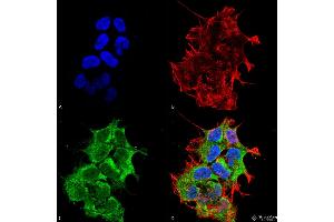 Immunocytochemistry/Immunofluorescence analysis using Mouse Anti-GRP170 Monoclonal Antibody, Clone 6E3-2C3 . (HYOU1 抗体  (HRP))