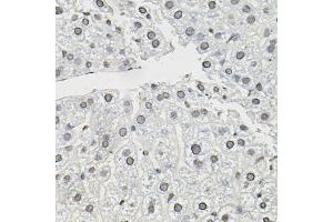Immunohistochemistry of paraffin-embedded mouse liver using TCEB1 antibody (ABIN5999020) (40x lens). (TCEB1 抗体)