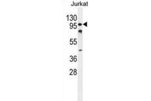 Western Blotting (WB) image for anti-CWC22 Spliceosome-Associated Protein Homolog (CWC22) antibody (ABIN2995841) (CWC22 抗体)