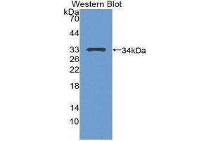 Western Blotting (WB) image for anti-Tumor Protein P53 (TP53) (AA 108-370) antibody (ABIN1078633) (p53 抗体  (AA 108-370))