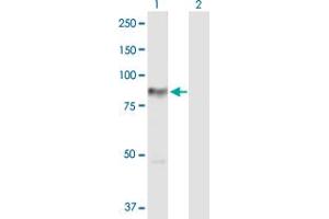 Western Blot analysis of PRKCH expression in transfected 293T cell line by PRKCH MaxPab polyclonal antibody. (PKC eta 抗体  (AA 1-683))