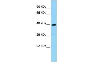WB Suggested Anti-Olfr1386 Antibody Titration: 1. (OLFR1386 抗体  (C-Term))