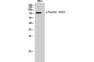 Western Blotting (WB) image for anti-Forkhead Box O3 (FOXO3) (pSer253) antibody (ABIN5958400) (FOXO3 抗体  (pSer253))