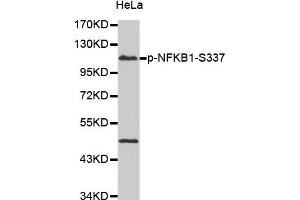 Western Blotting (WB) image for anti-Nuclear Factor of kappa Light Polypeptide Gene Enhancer in B-Cells 1 (NFKB1) (pSer337) antibody (ABIN1870464) (NFKB1 抗体  (pSer337))