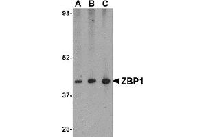 Western Blotting (WB) image for anti-Z-DNA Binding Protein 1 (ZBP1) (C-Term) antibody (ABIN1030809) (ZBP1 抗体  (C-Term))