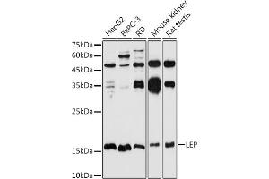 Western blot analysis of extracts of various cell lines, using LEP antibody (ABIN1513150, ABIN3021883, ABIN3021885 and ABIN6216821) at 1:1000 dilution. (Leptin 抗体  (AA 22-167))