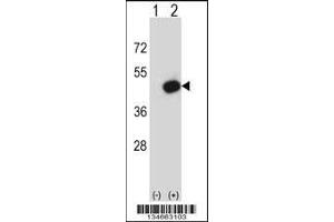 Western blot analysis of Pdk2 using rabbit polyclonal Mouse Pdk2 Antibody using 293 cell lysates (2 ug/lane) either nontransfected (Lane 1) or transiently transfected (Lane 2) with the Pdk2 gene. (PDK2 抗体  (N-Term))