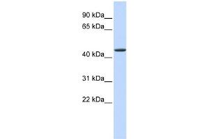 WB Suggested Anti-JMJD4 Antibody Titration:  0. (JMJD4 抗体  (N-Term))