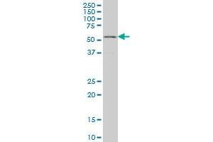 GABPA monoclonal antibody (M06), clone 5B6 Western Blot analysis of GABPA expression in Hela S3 NE . (GABPA 抗体  (AA 1-100))