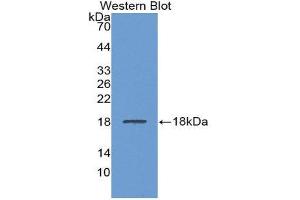 Western Blotting (WB) image for anti-Lecithin-Cholesterol Acyltransferase (LCAT) (AA 290-433) antibody (ABIN1859625) (LCAT 抗体  (AA 290-433))