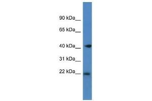 Western Blot showing Pa2g4 antibody used at a concentration of 1. (PA2G4 抗体  (C-Term))