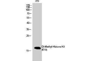 Western Blotting (WB) image for anti-Histone 3 (H3) (2meLys10) antibody (ABIN3188004) (Histone 3 抗体  (2meLys10))
