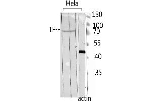 Western Blot analysis of hela using TF Polyclonal Antibody. (Transferrin 抗体  (C-Term))