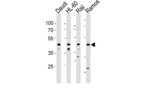 Western Blotting (WB) image for anti-Leukocyte Immunoglobulin-Like Receptor, Subfamily A (Without TM Domain), Member 3 (LILRA3) antibody (ABIN3004595) (LILRA3 抗体)