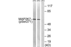 Western Blotting (WB) image for anti-Mitogen-Activated Protein Kinase Kinase 7 (MAP2K7) (pSer271) antibody (ABIN1847619) (MAP2K7 抗体  (pSer271))