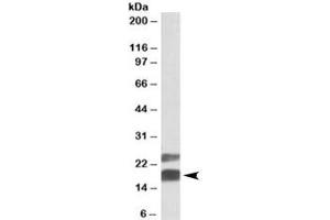 Western blot testing of mouse testis lysate with CIRBP antibody at 0. (CIRBP 抗体)