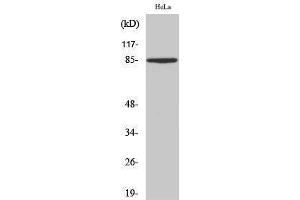 Western Blotting (WB) image for anti-Syndecan 1 (SDC1) (Internal Region) antibody (ABIN3183735) (Syndecan 1 抗体  (Internal Region))
