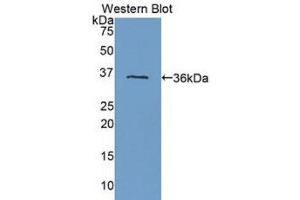 Western Blotting (WB) image for anti-Fms-Related tyrosine Kinase 1 (VEGFR1) (FLT1) (AA 27-328) antibody (ABIN1718304) (FLT1 抗体  (AA 27-328))