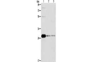 Western Blotting (WB) image for anti-B-Cell CLL/lymphoma 10 (BCL10) antibody (ABIN2429610) (BCL10 抗体)