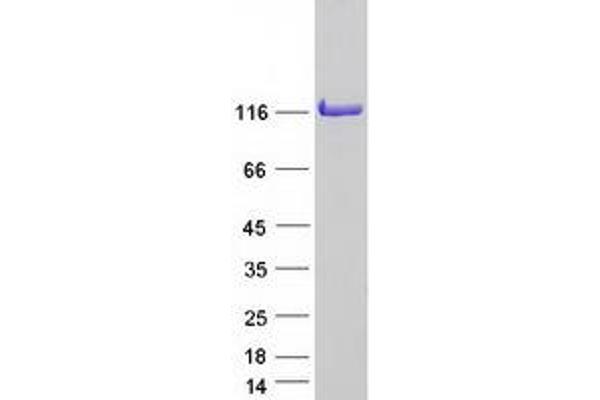 EIF3C Protein (Transcript Variant 2) (Myc-DYKDDDDK Tag)