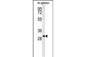 RTP1 Antibody (C-term) (ABIN654484 and ABIN2844219) western blot analysis in mouse spleen tissue lysates (35 μg/lane). (RTP1 抗体  (C-Term))