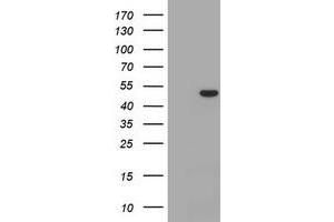 Image no. 1 for anti-CD4 (CD4) antibody (ABIN1497298) (CD4 抗体)