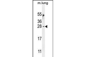 OAZ2 Antibody (C-term) (ABIN654721 and ABIN2844410) western blot analysis in mouse lung tissue lysates (35 μg/lane). (OAZ2 抗体  (C-Term))
