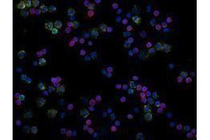 Immunofluorescence (IF) image for anti-CD19 Molecule (CD19) antibody (Alexa Fluor 488) (ABIN2657346) (CD19 抗体  (Alexa Fluor 488))