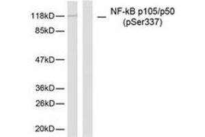 Western Blotting (WB) image for anti-Nuclear Factor of kappa Light Polypeptide Gene Enhancer in B-Cells 1 (NFKB1) (pSer337) antibody (ABIN2888484) (NFKB1 抗体  (pSer337))