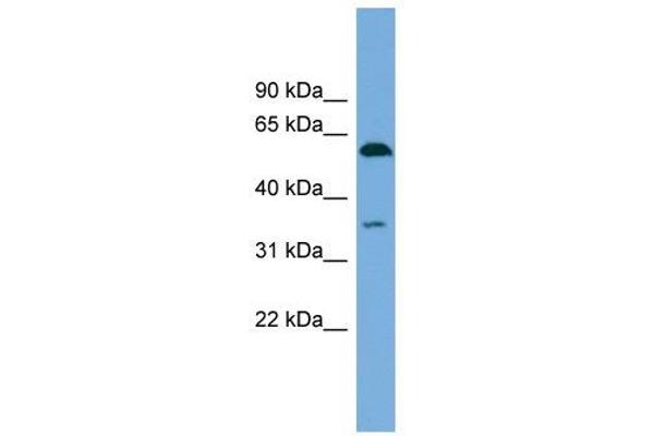 SAAL1 抗体  (N-Term)