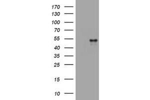 Image no. 1 for anti-CD4 (CD4) antibody (ABIN1497301) (CD4 抗体)